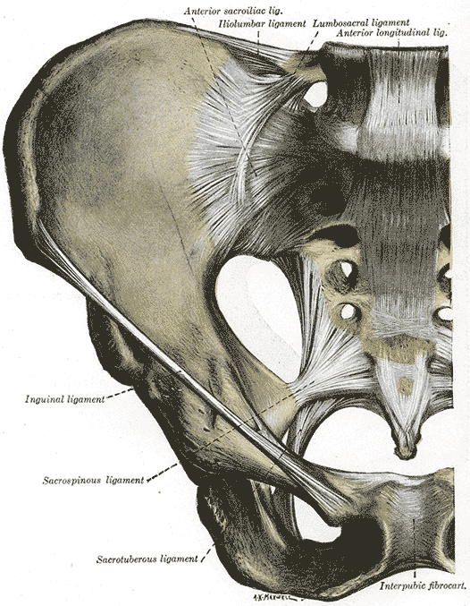 Sacro-Iliac Joint (SIJ)