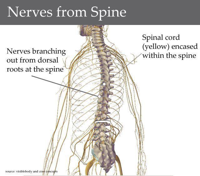 Nerves