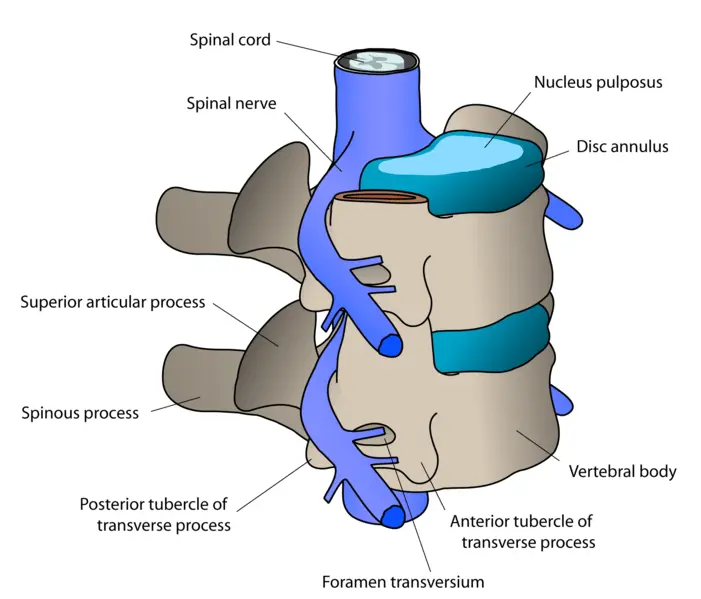Nerve pathways between the vertebra