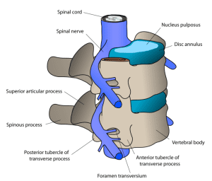 Type of Spondylosis