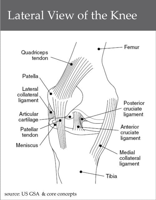 Lateral-View-of-the-Knee
